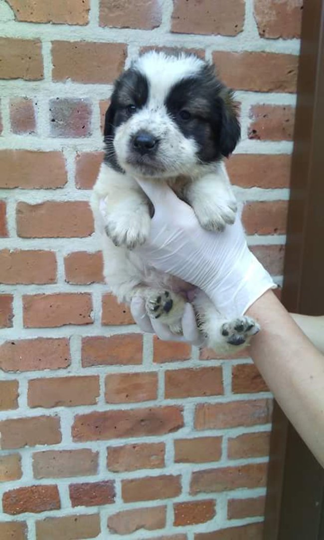 Szczeniaczki szukają domu