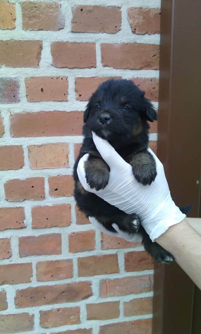 Szczeniaczki szukają domu