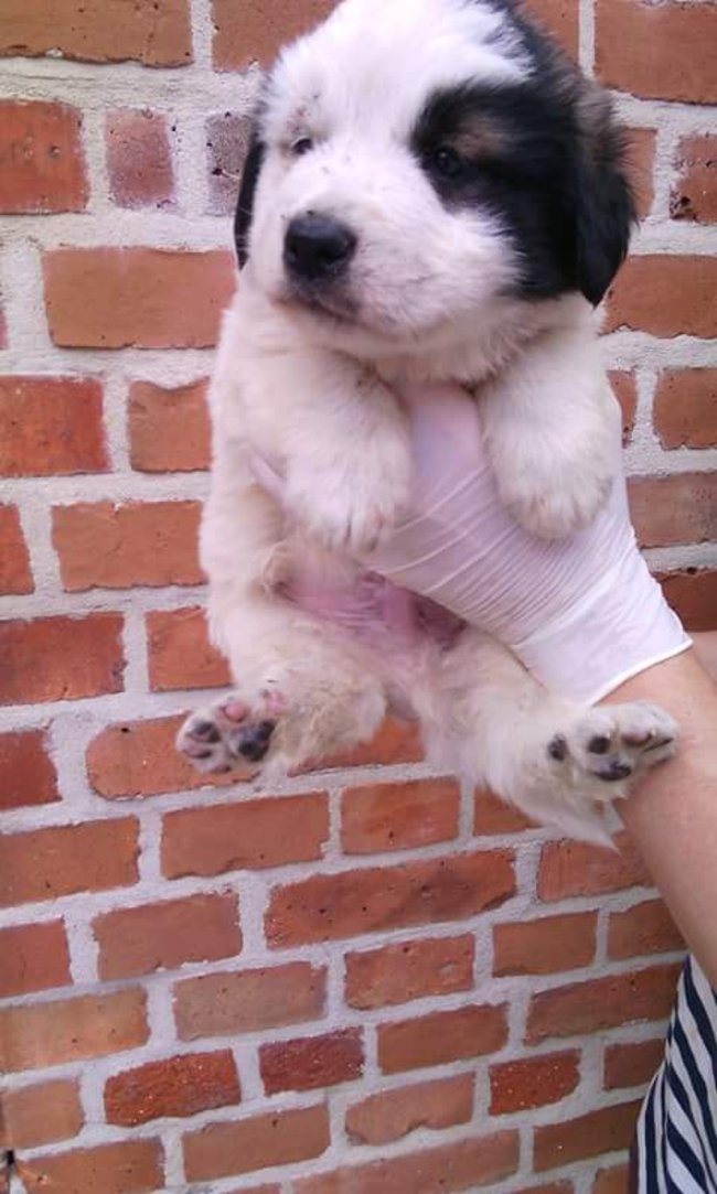 Szczeniaczki szukają domu