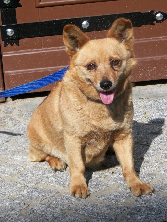 Schronisko pęka w szwach!