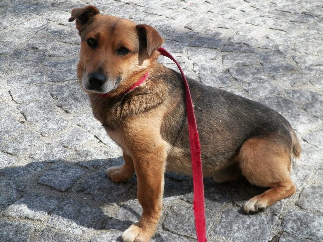 Schronisko pęka w szwach!