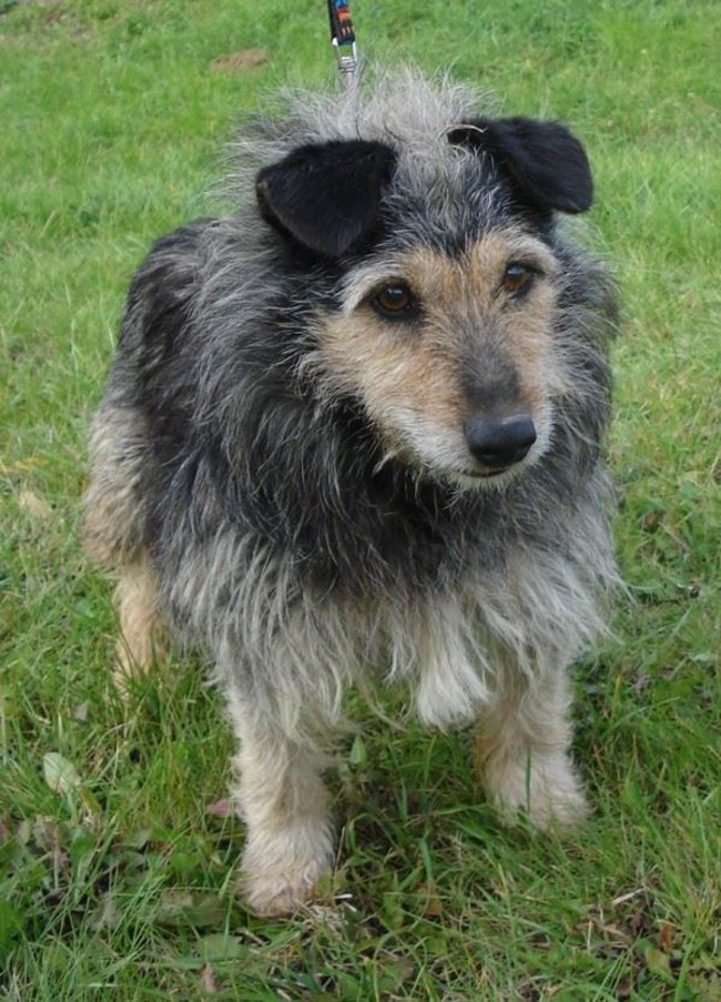 Schronisko pęka w szwach!