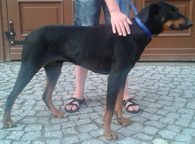 Schronisko pęka w szwach!