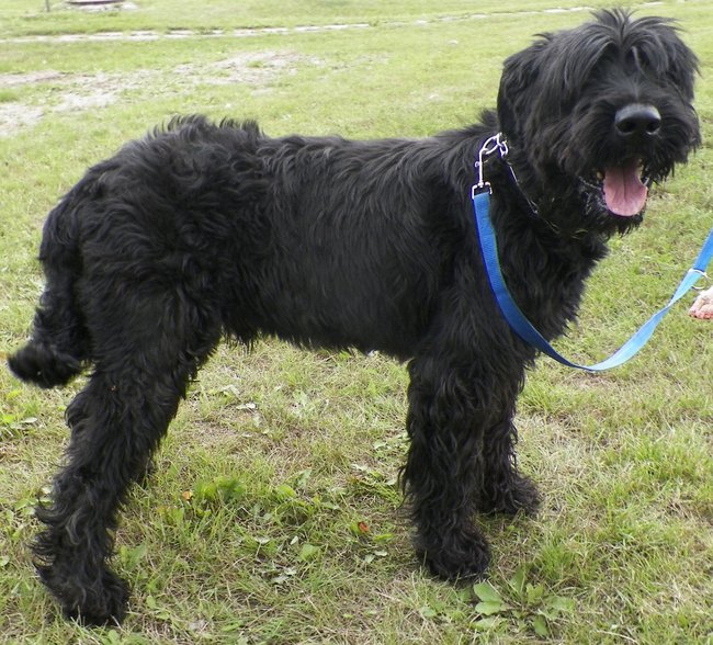 Schronisko pęka w szwach!