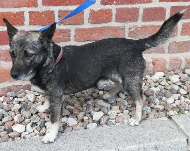 Schronisko pęka w szwach!