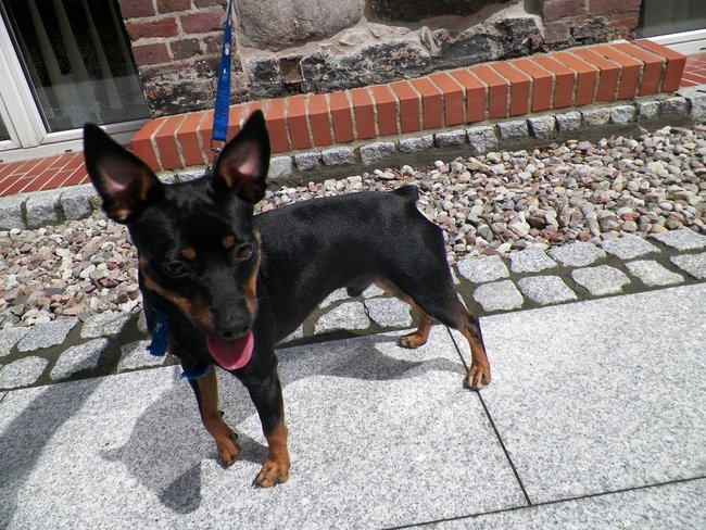 Schronisko pęka w szwach!