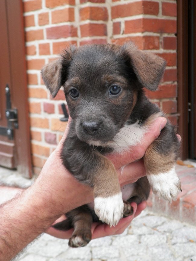 Schronisko pęka w szwach!