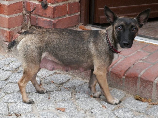 Schronisko pęka w szwach!