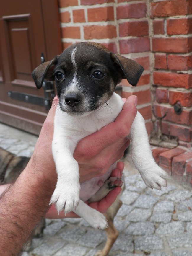 Schronisko pęka w szwach!