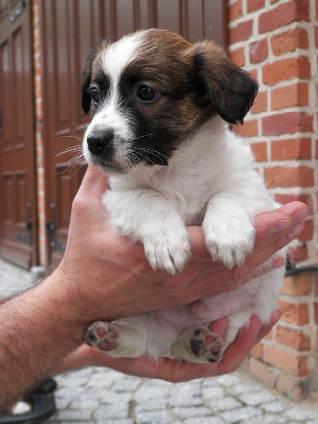 Schronisko pęka w szwach!