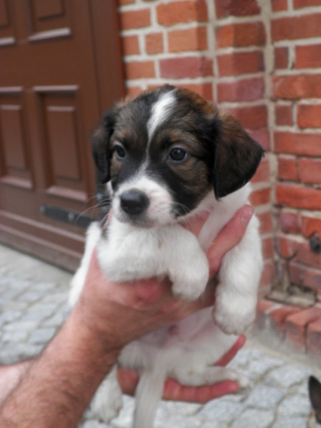 Schronisko pęka w szwach!