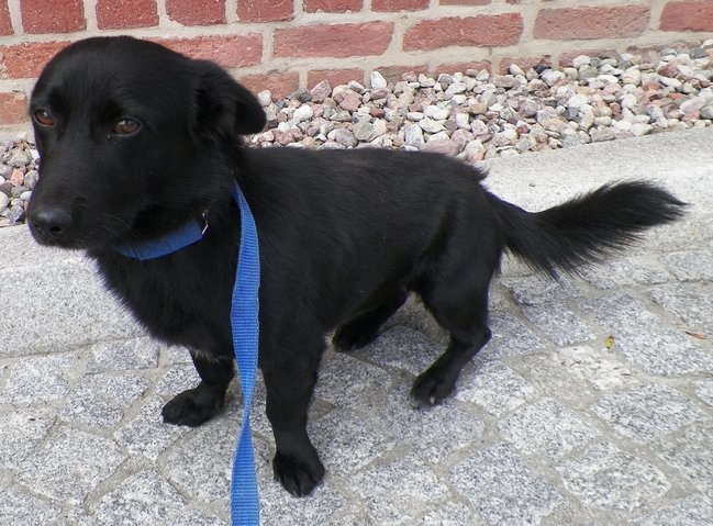 Schronisko pęka w szwach!