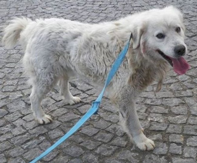 Schronisko pęka w szwach!