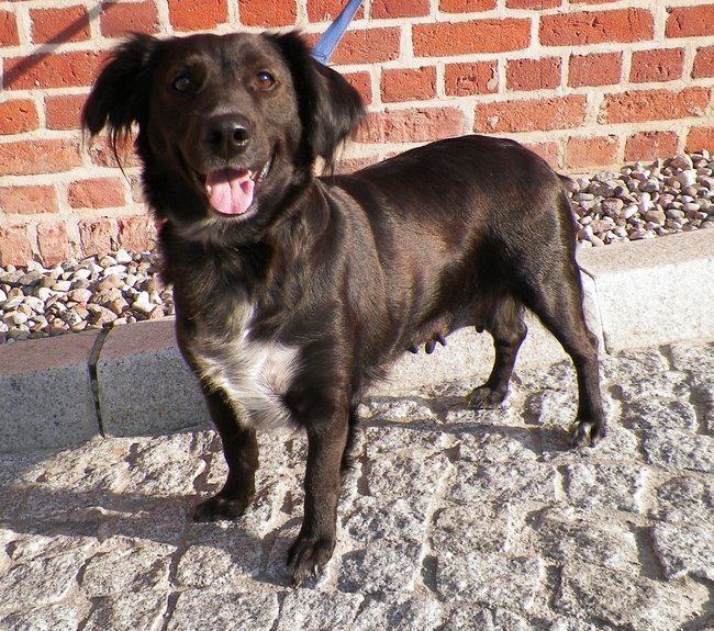 Przygarnij psa ze schroniska