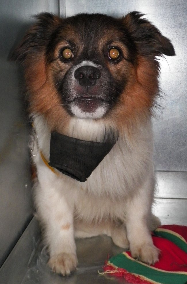 Przygarnij psa ze schroniska