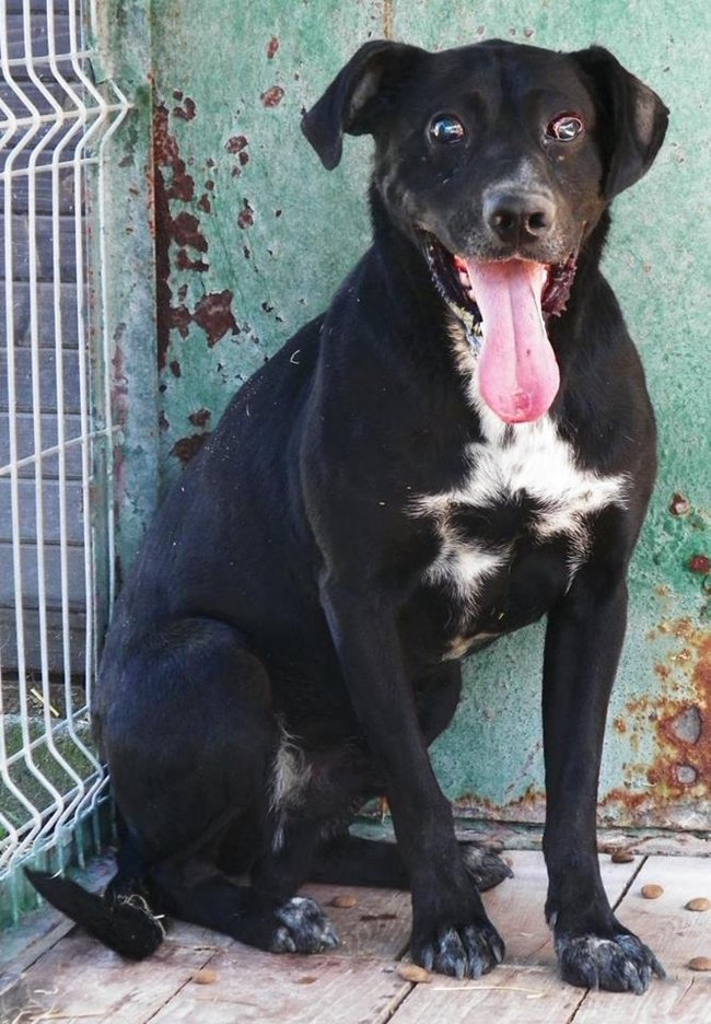 Przygarnij psa ze schroniska