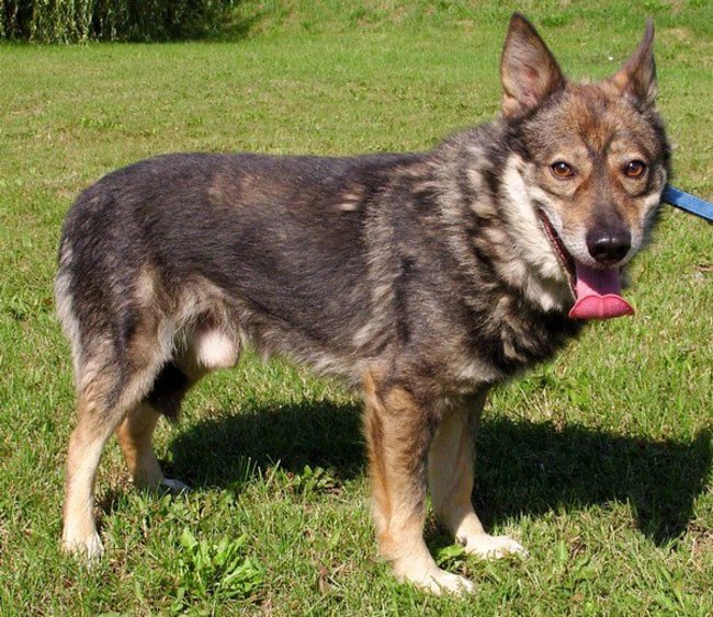 Przygarnij psa ze schroniska