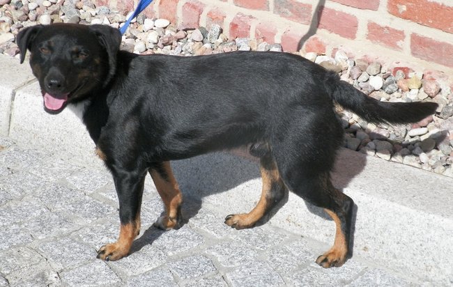 Przygarnij psa ze schroniska