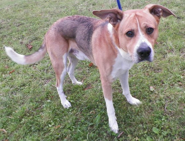 Przygarnij psa ze schroniska