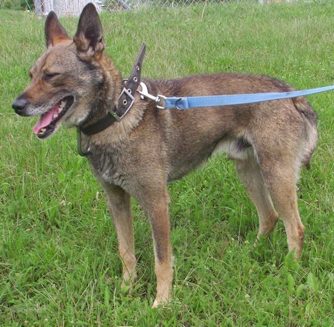 Przygarnij psa ze schroniska