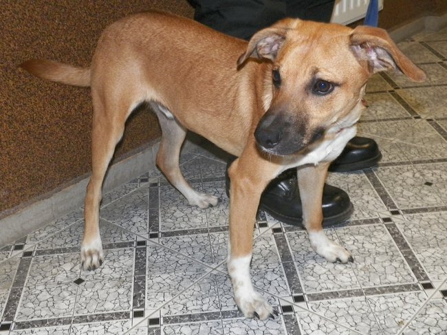 Przygarnij psa ze schroniska