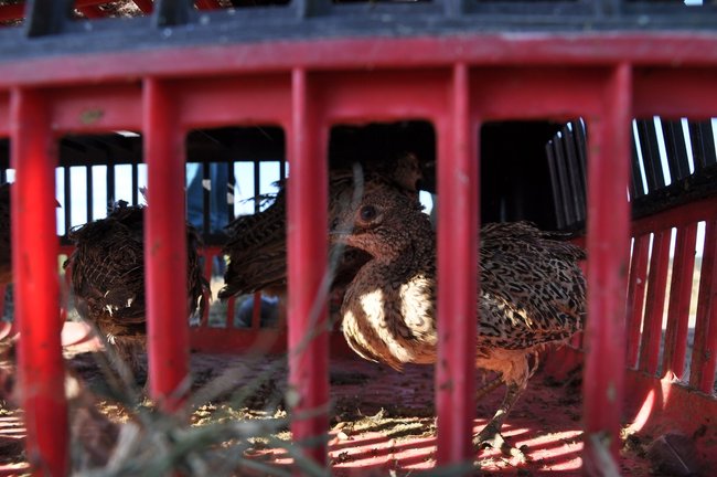 Dzieci wypuszczały bażanty