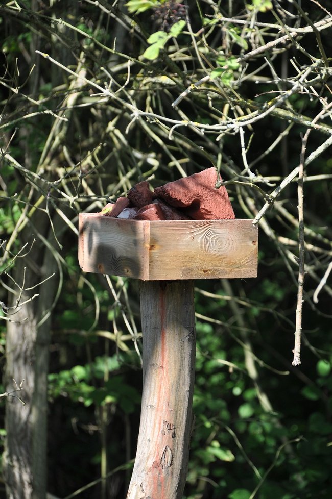 Dzieci wypuszczały bażanty