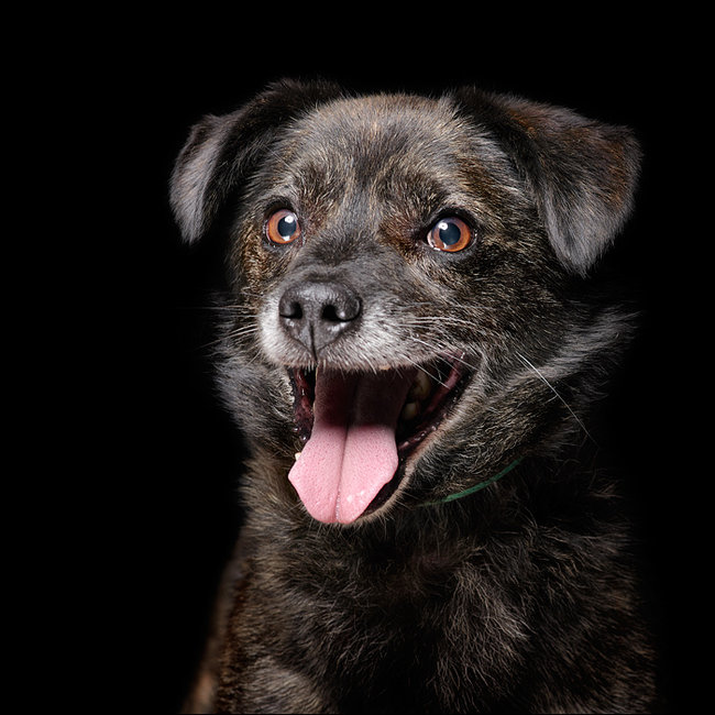 Sprawdź jakie pieski czekają na przygarnięcie