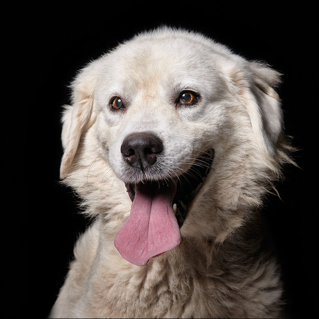 Sprawdź jakie pieski czekają na przygarnięcie