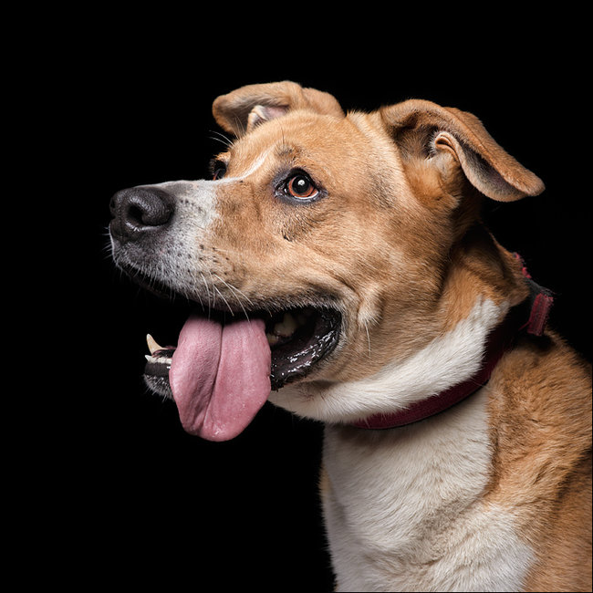 Sprawdź jakie pieski czekają na przygarnięcie