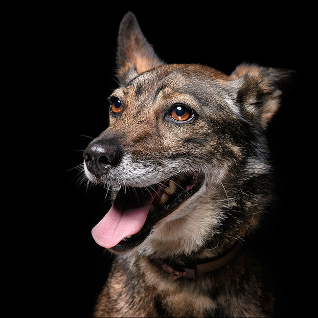 Sprawdź jakie pieski czekają na przygarnięcie