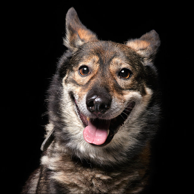 Sprawdź jakie pieski czekają na przygarnięcie