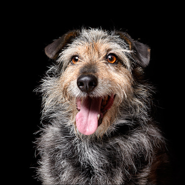 Sprawdź jakie pieski czekają na przygarnięcie