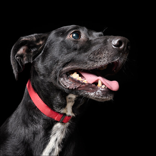 Sprawdź jakie pieski czekają na przygarnięcie