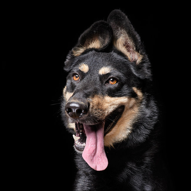 Sprawdź jakie pieski czekają na przygarnięcie