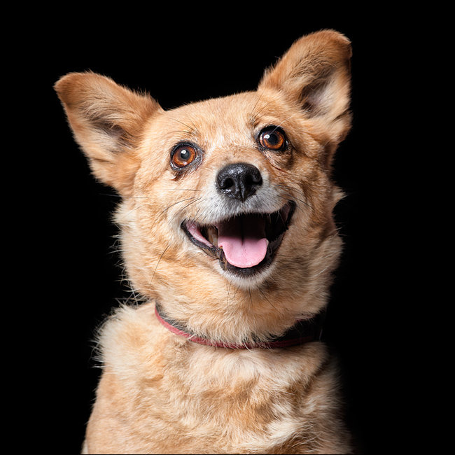 Sprawdź jakie pieski czekają na przygarnięcie