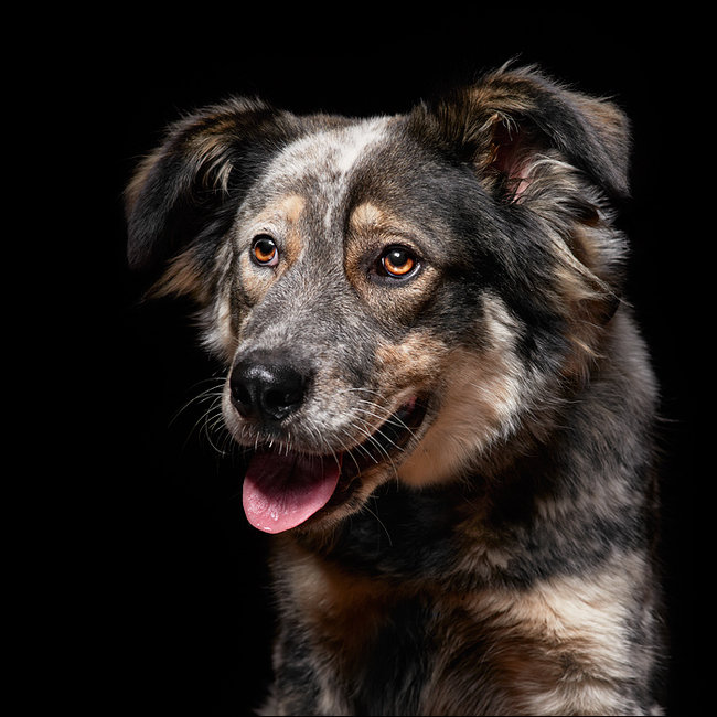 Sprawdź jakie pieski czekają na przygarnięcie