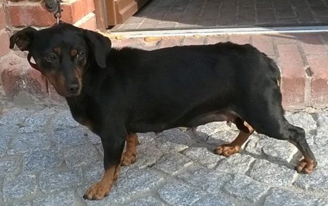 Weź psa ze schroniska