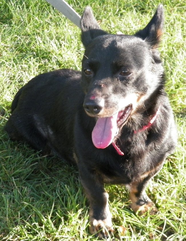 Weź psa ze schroniska