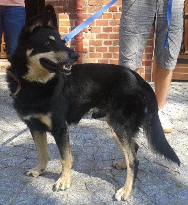 Weź psa ze schroniska