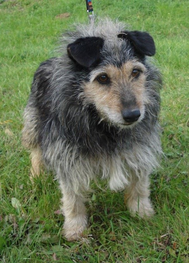 Weź psa ze schroniska