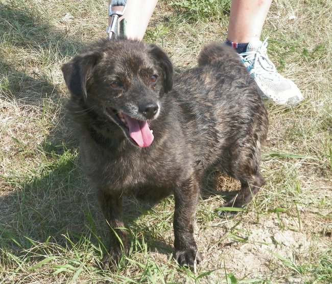 Weź psa ze schroniska