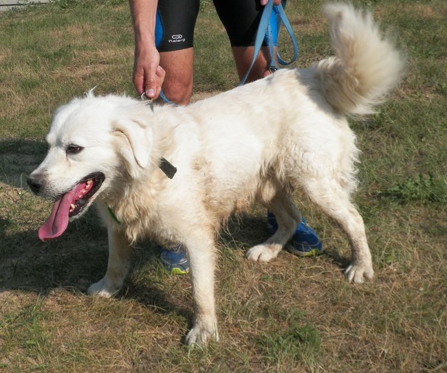 Weź psa ze schroniska