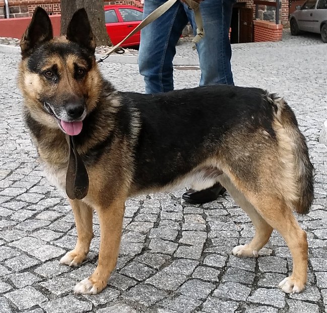 Psy ze schroniska szukają domu