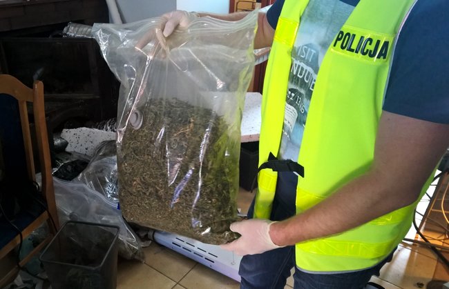 Plantacja konopi w gminie Jeżewo ? zobacz film