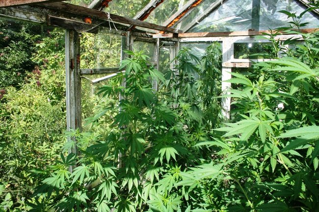 Zlikwidowali plantację marihuany ? znów w gminie Pruszcz