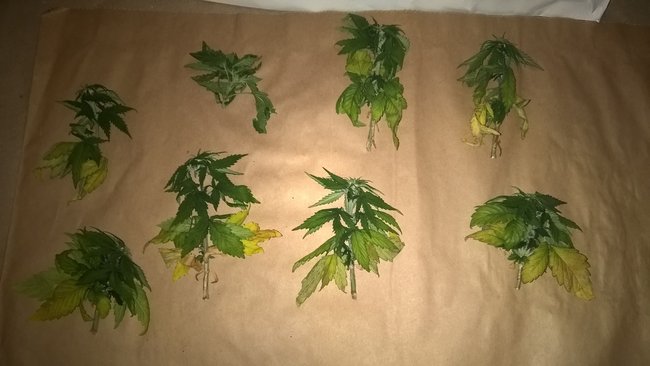 Kolejna plantacja konopi w gminie Pruszcz