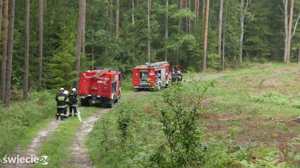 Strażacy gasili las koło Osia. Zobacz zdjęcia