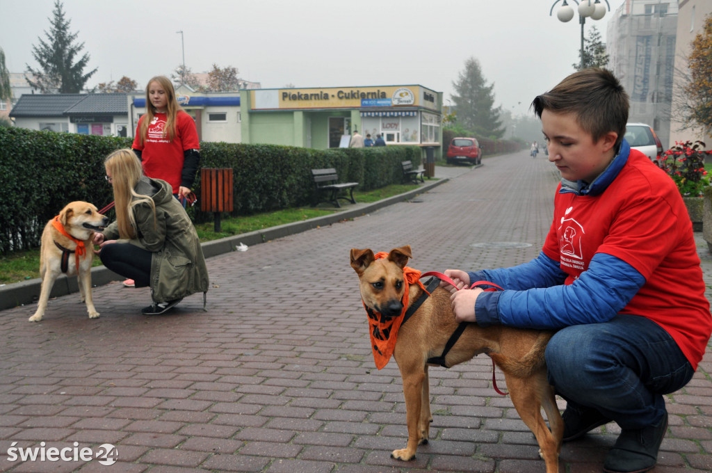 Zbiórka karmy dla psów ze schroniska