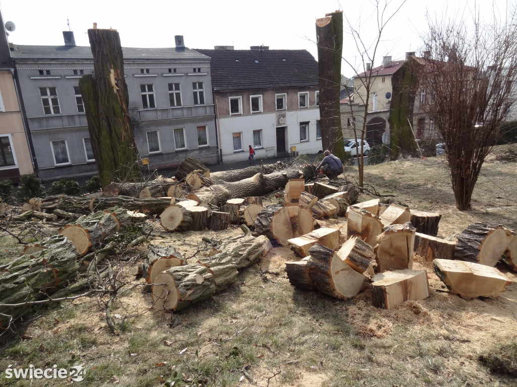 Wycinka drzew przy urzędzie miejskim